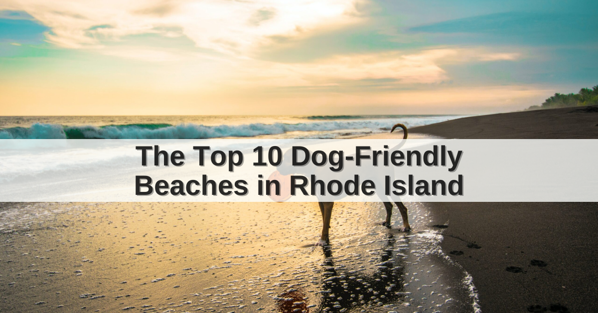 The Top 10 Dog-Friendly Beaches in Rhode Island