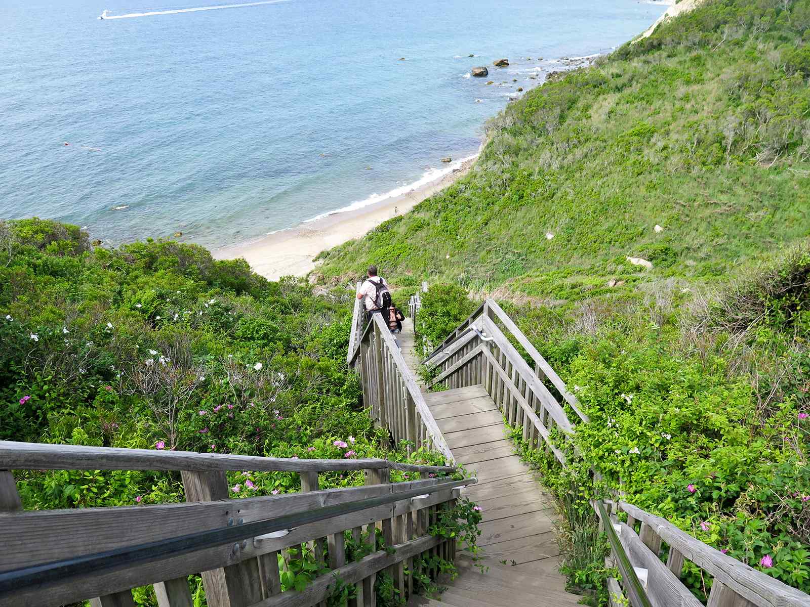 Wooden stairs descending through greenery at Mohegan Bluffs