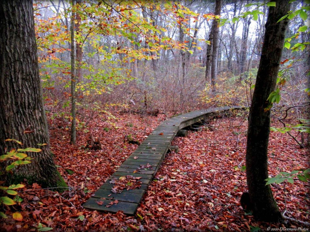 Wooden boardwalk through autumn woods on the Westerly Town Forest Trail
